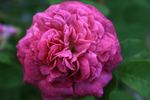 Velours noir rose photo