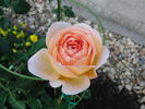 Zitronenrose rose photo