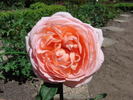 Zitronenrose rose photo