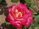 Colorama rose photo