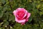 Commonwealth rose photo