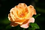 Sixteen Candles rose photo