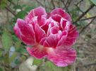 Banner rose photo