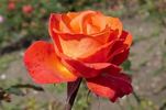 Corso ® rose photo