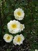 Orinda rose photo