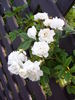 Patricia Macoun rose photo