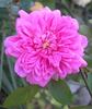 Softee, Softee rose photo