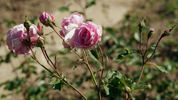Marguerite Rose rose photo