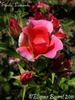 Étoile Luisante rose photo