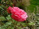 Pink Piano rose photo