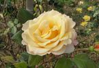 Country Lady rose photo