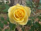 Welcome Home rose photo