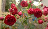 Imperial rose photo