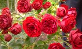 Imperial Palace ® rose photo