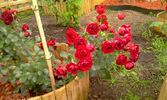 Imperial Palace ® rose photo