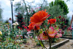 Marjorie May rose photo