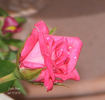 Lady Bren ™ rose photo