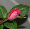 Lady Bren ™ rose photo