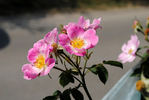 Flora McIvor rose photo