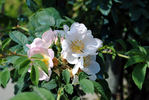<i>Rosa obtusifolia</i> Desvaux rose photo