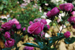 Pink Rosette rose photo