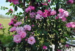 Roserie rose photo