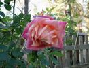 Showtime rose photo
