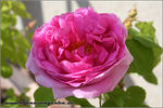 Madame Knorr rose photo