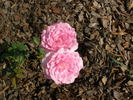 Sweet Surrender rose photo