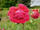 Figaro rose photo