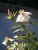 2BY2XNESSPPD rose photo