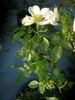 2BY2XNESSPPD rose photo