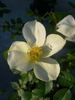 2BY2XNESSPPD rose photo
