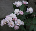 Guirlande Rose rose photo