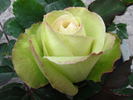 Super Green® rose photo