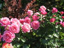 Gemma rose photo