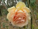 Candlelight ™ (hybrid tea, Swim rose photo