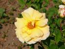Frau E. Weigand rose photo