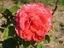 Fred Cramphorn rose photo
