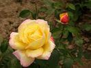 Golden Leader rose photo