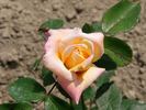 Golden Perfume rose photo