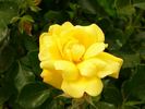 Goldfinger rose photo