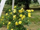 Goldfinger rose photo