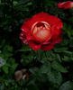 Coffee Break rose photo