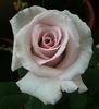 Allure ™ rose photo