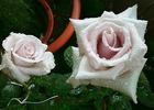 Allure ™ rose photo