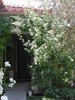 Lordly Oberon rose photo