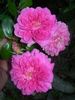 Softee, Softee rose photo