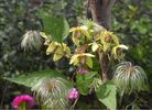 C. intricata clematis photo
