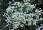 <i>Clemaris songarica</i> Bunge clematis photo